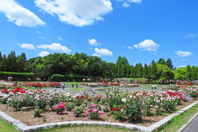 バラの季節-播磨中央公園2