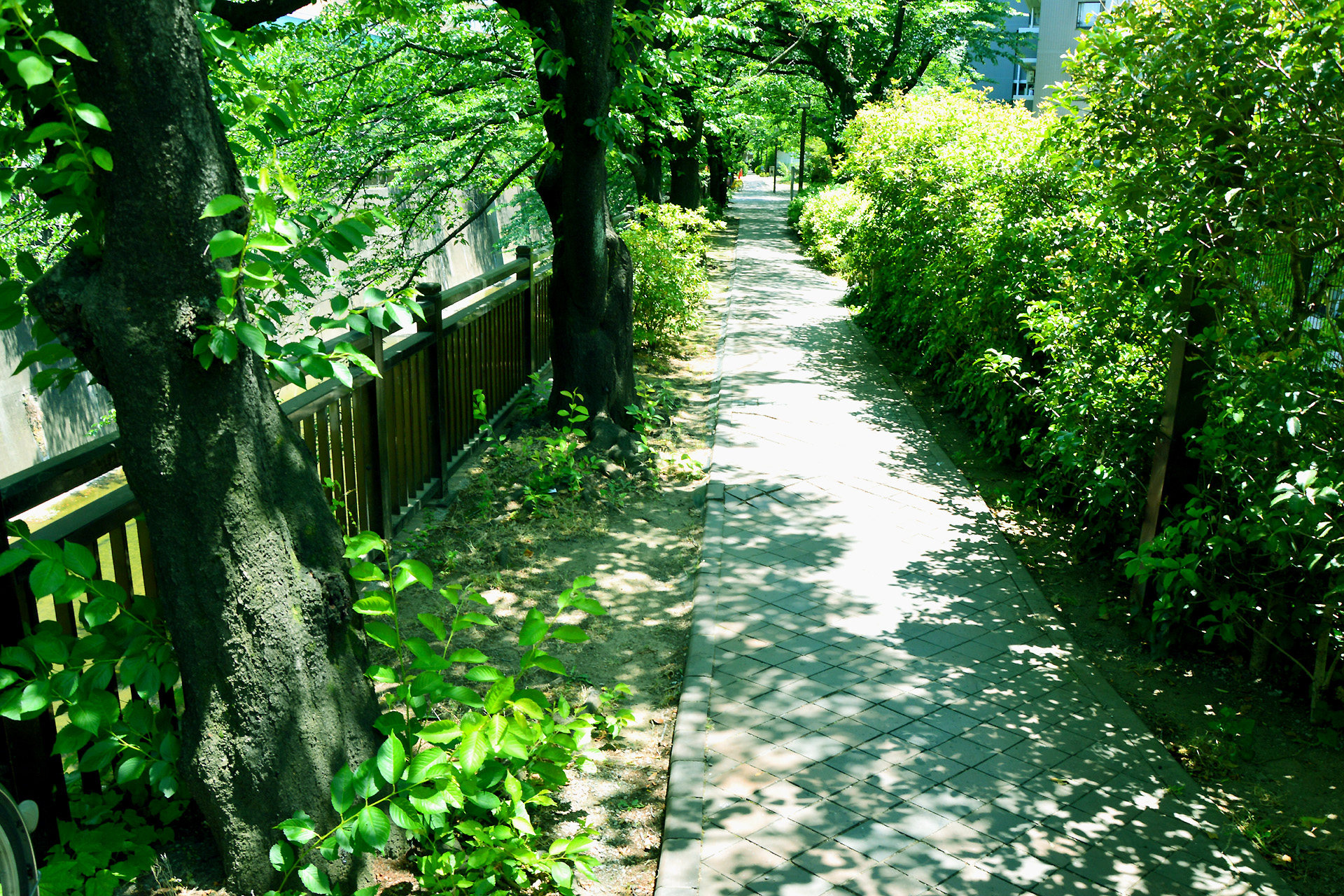 日本の風景 木漏れ日の遊歩道 壁紙19x1280 壁紙館