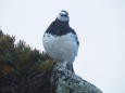 燕岳の雄雷鳥3