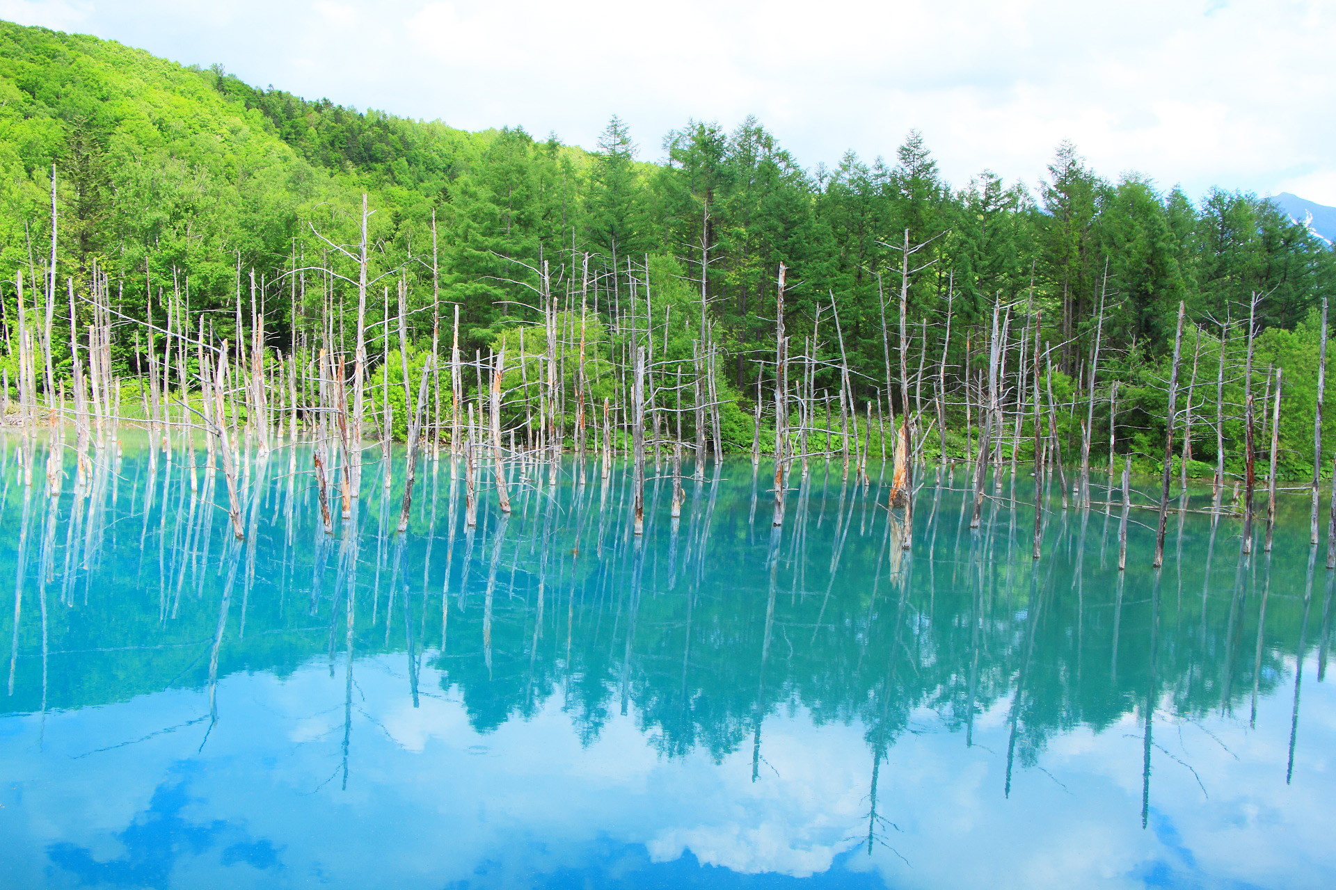 日本の風景 美瑛の初夏 5 青い池 壁紙19x1280 壁紙館
