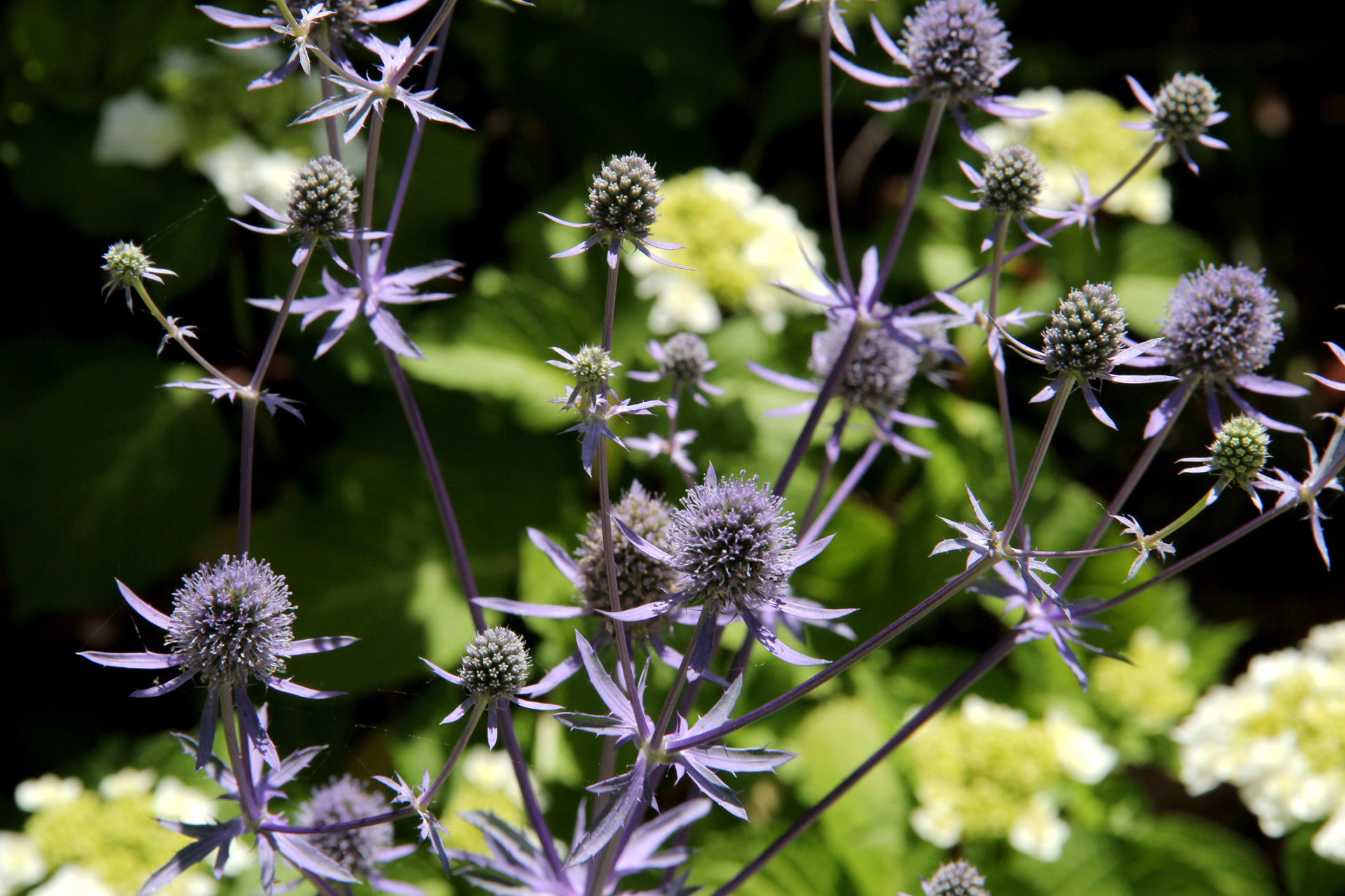 花 植物 エリンギウム 壁紙19x1280 壁紙館 花 植物 エリンギウム 壁紙19x1280 壁紙館