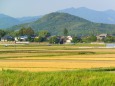 6月初旬の田園風景