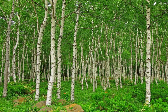 八千穂高原の白樺林