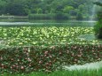 睡蓮咲く初夏の大池