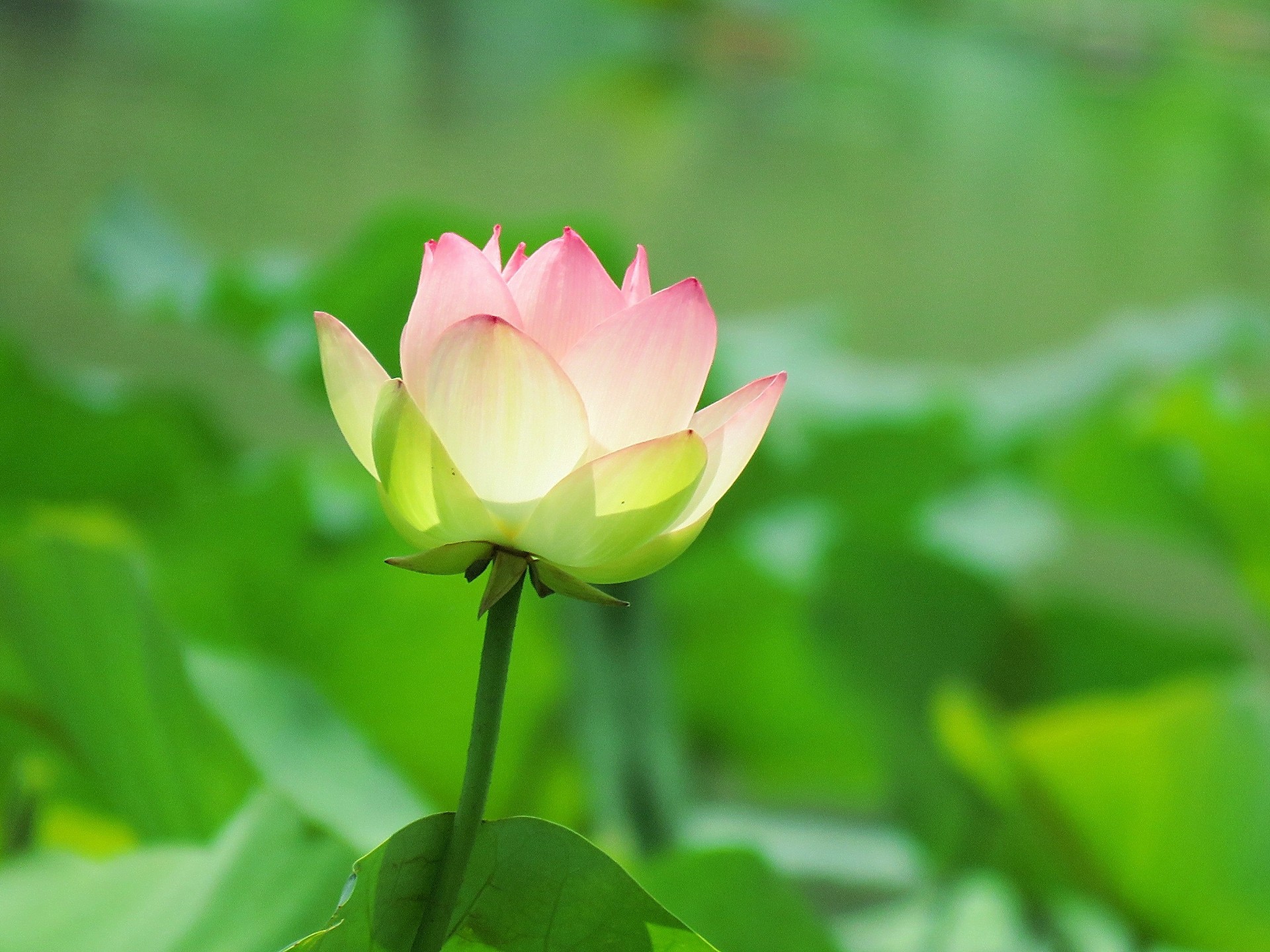 花 植物 一輪咲いたハスの花 壁紙19x1440 壁紙館