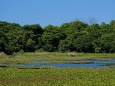 初夏の大堤