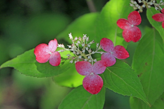 紫陽花「浜美人」