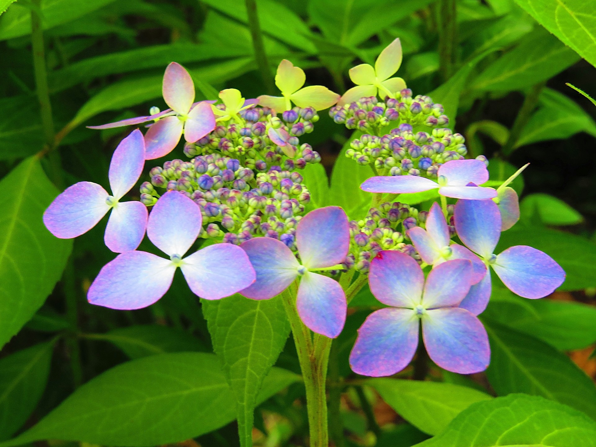 花 植物 ヤマアジサイ 七変化 壁紙19x1440 壁紙館