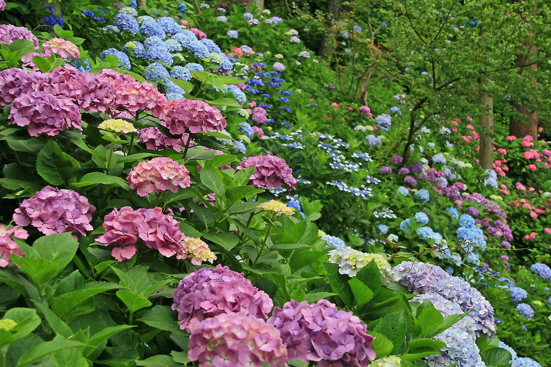 花 植物 鎌倉 長谷寺の紫陽花 壁紙19x1280 壁紙館 花 植物 鎌倉 長谷寺の紫陽花 壁紙19x1280 壁紙館