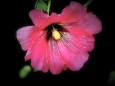 RndList[3]