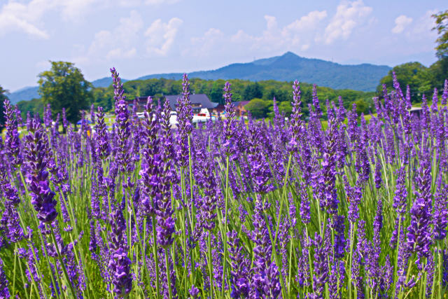 玉原高原のラベンダー