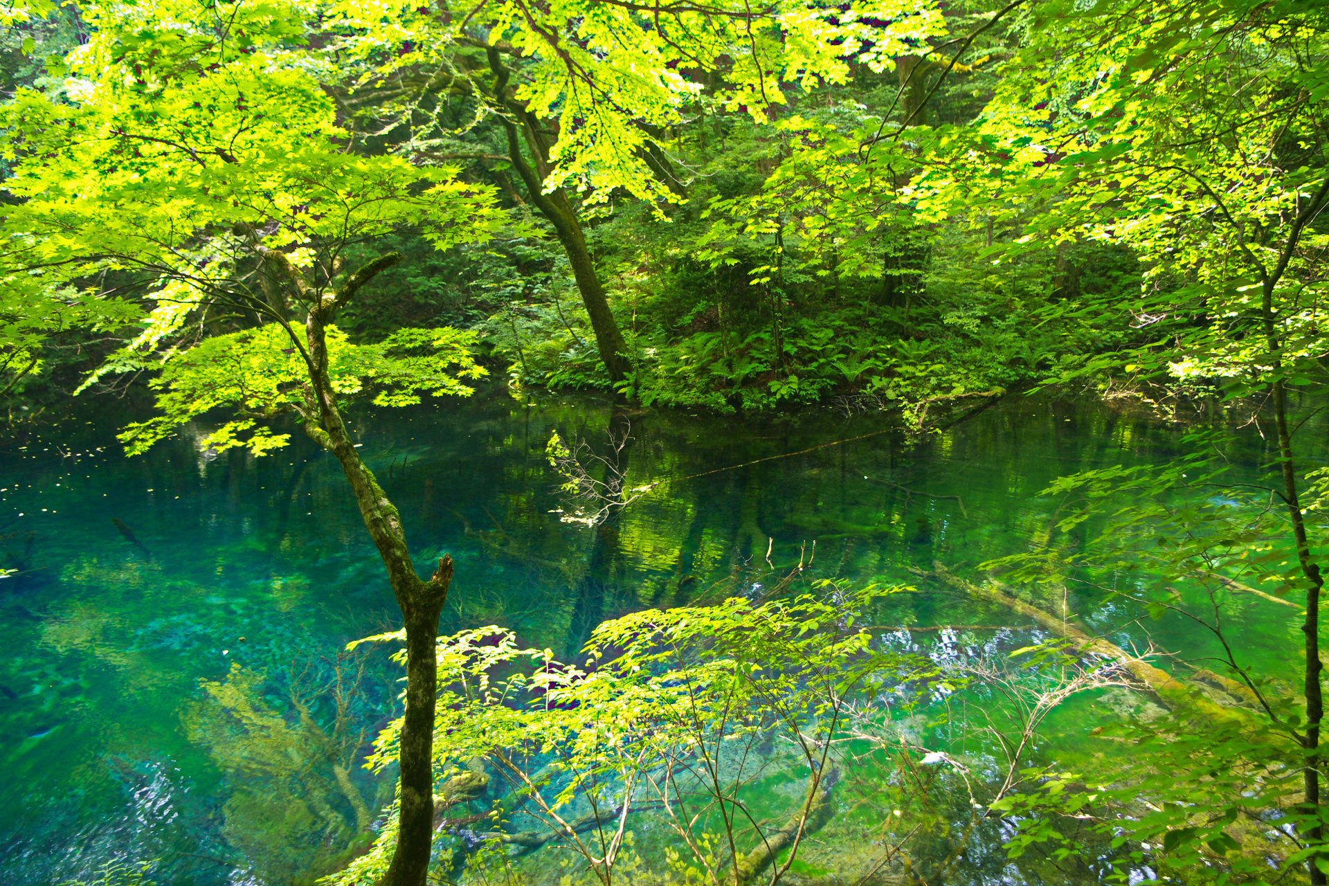 日本の風景 深緑の十二湖 沸壺の池 壁紙19x1280 壁紙館