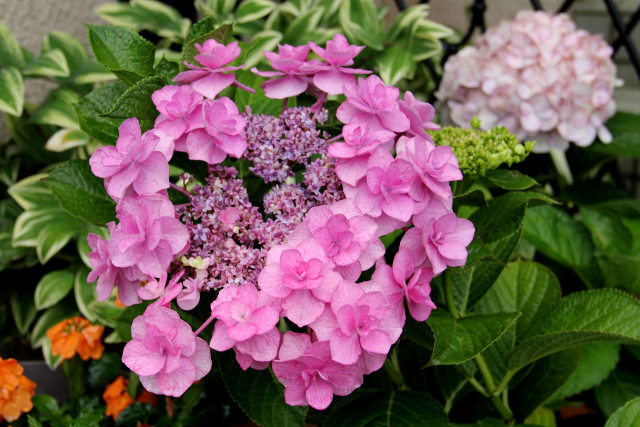 そこら辺の額紫陽花・#4