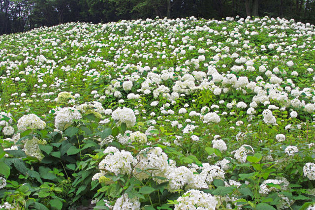 アナベルの雪山