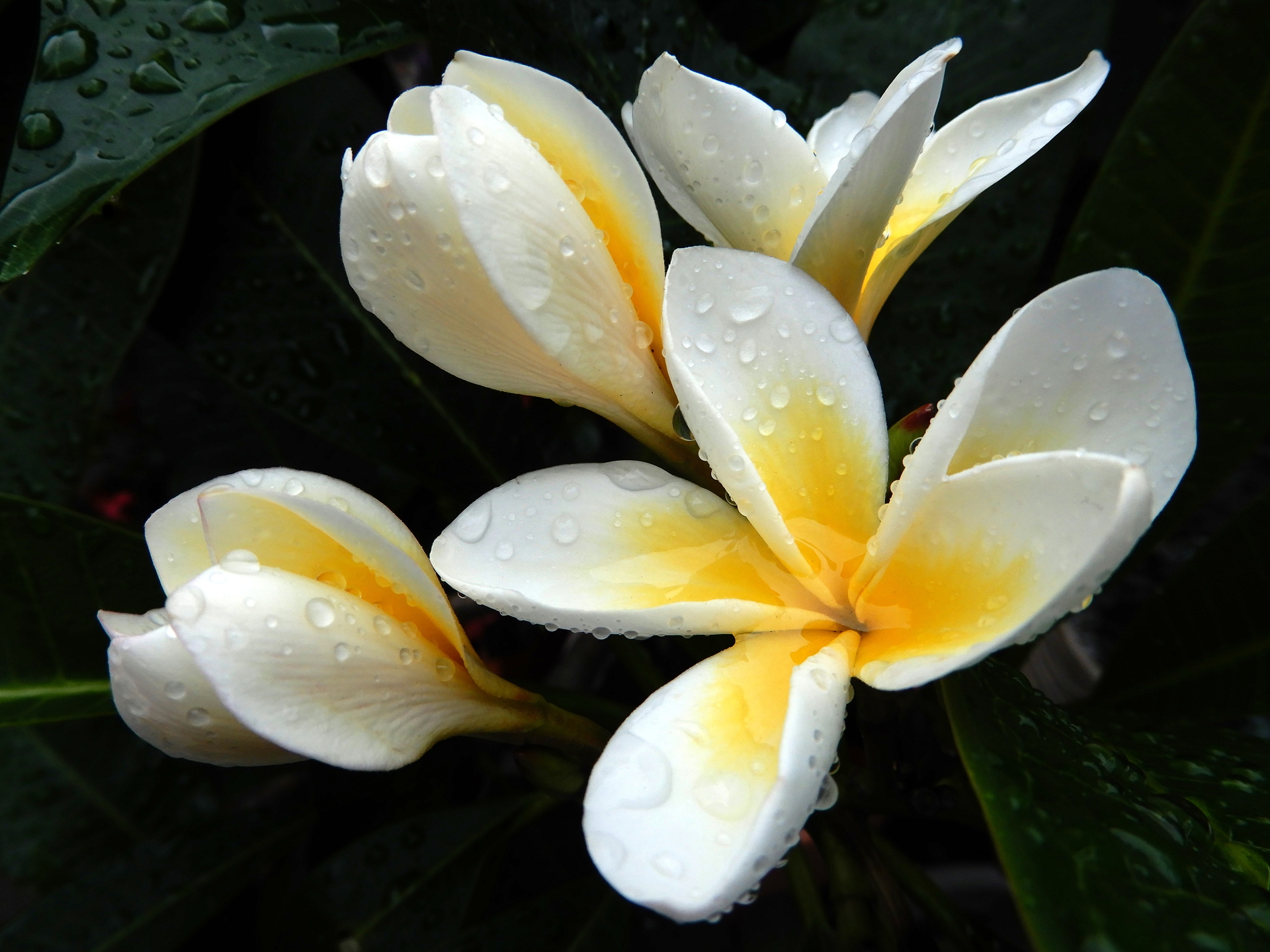 花 植物 プルメリア 壁紙19x1440 壁紙館