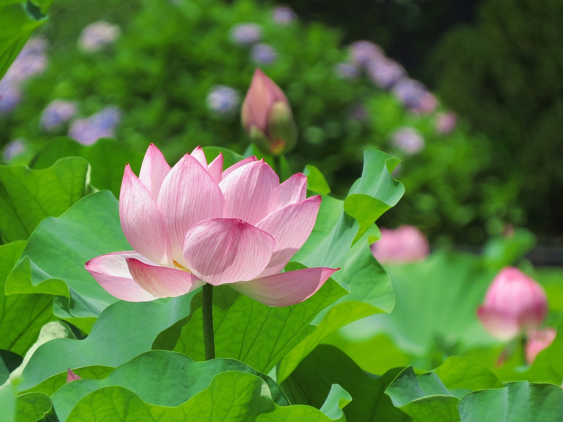 花 植物 梅雨明けを待つ蓮の花 壁紙19x1440 壁紙館