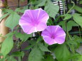 RndList[3]
