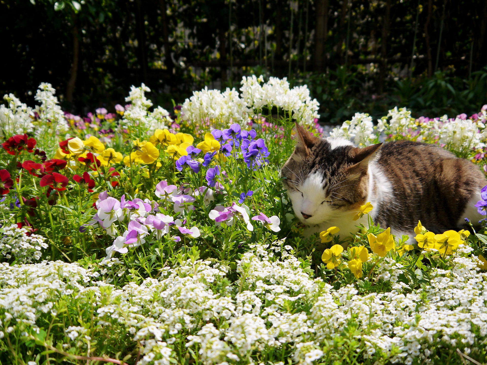 動物 猫 お昼寝は花のじゅうたんで 壁紙19x1440 壁紙館