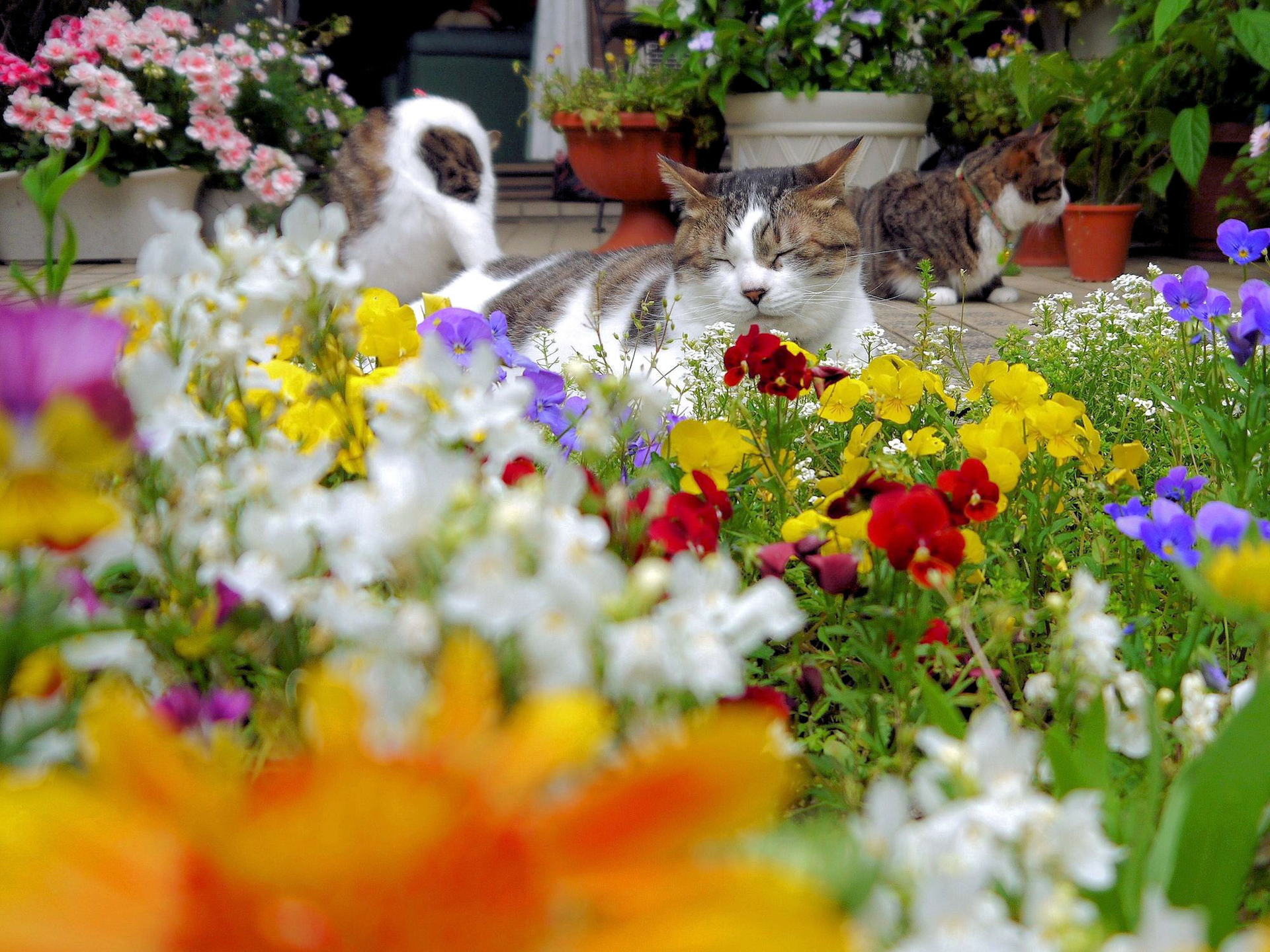動物 猫 花いっぱいの初夏の花壇 壁紙19x1440 壁紙館