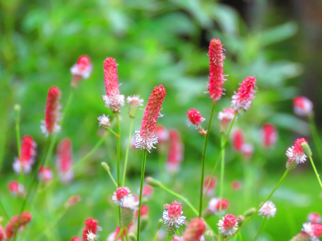 桃色吾亦紅(ワレモコウ)