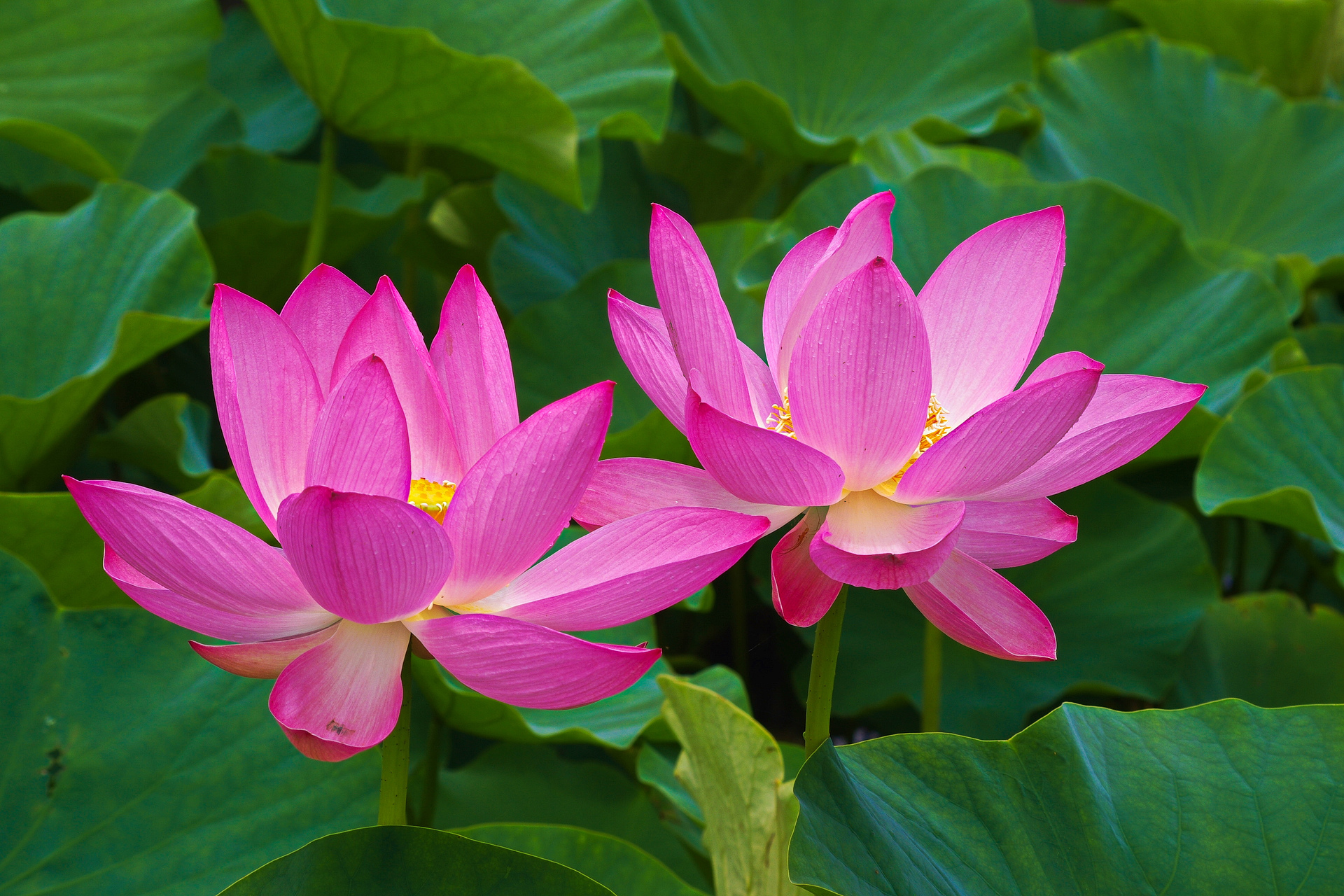 花 植物 行田蓮 古代蓮 壁紙19x1280 壁紙館