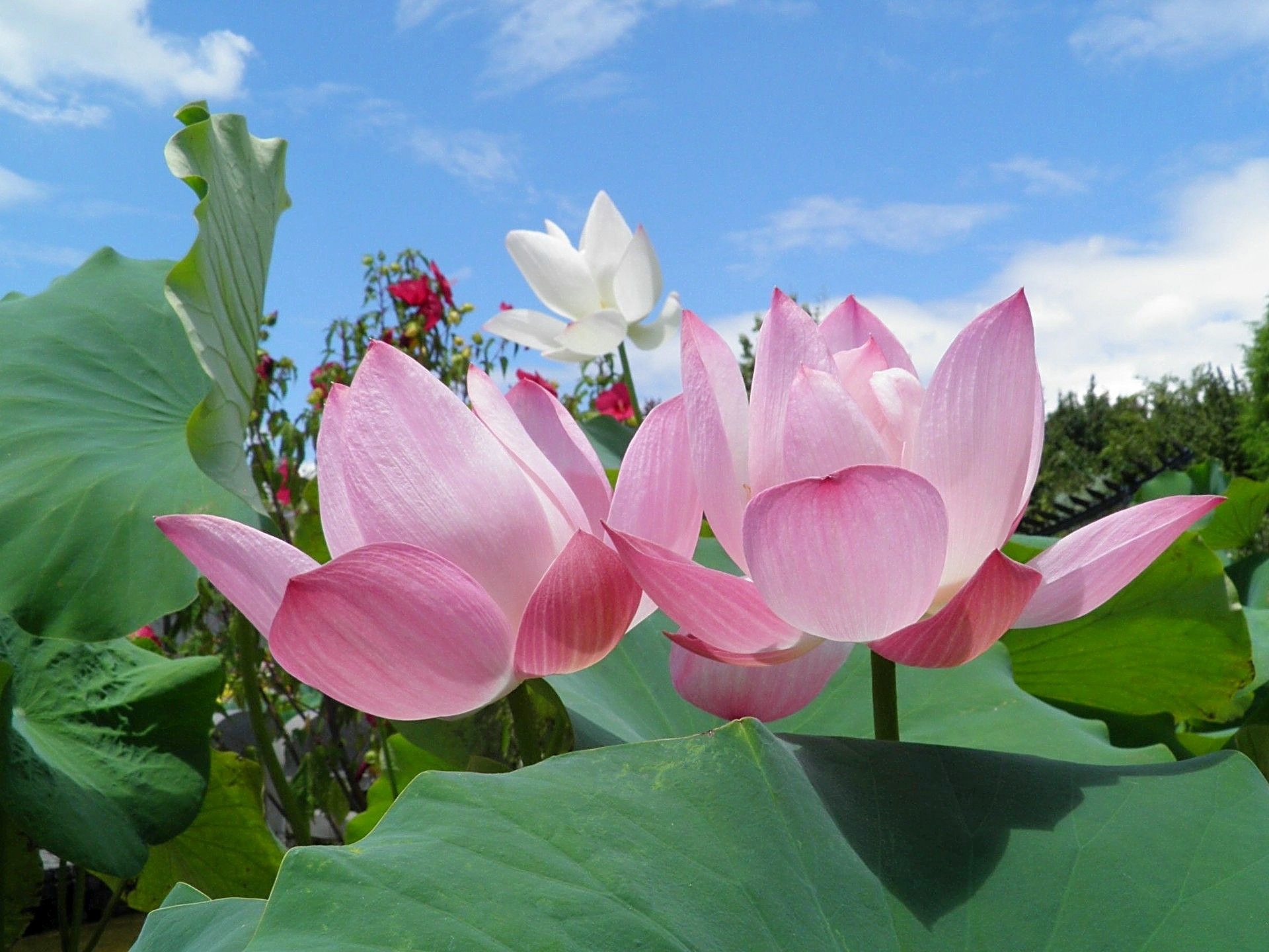 花 植物 風に揺れるハスの花 壁紙19x1440 壁紙館