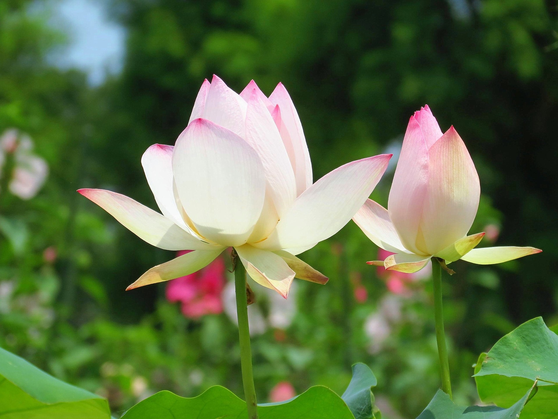 花 植物 爽やかな蓮の花 壁紙19x1440 壁紙館