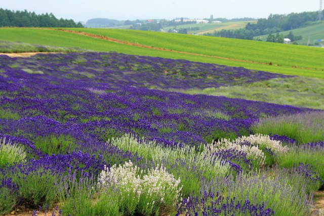 ラベンダー咲くかんのファーム