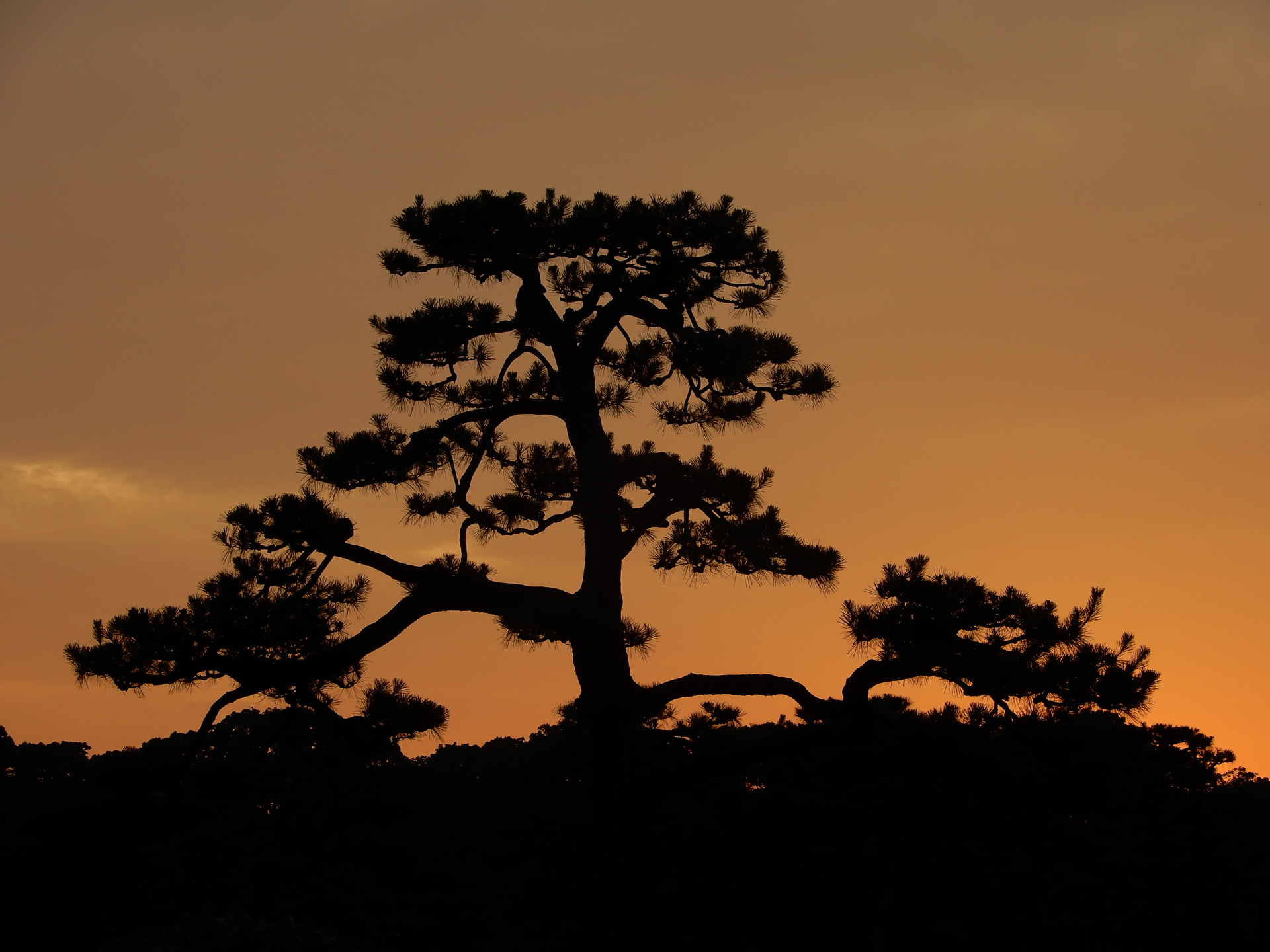 朝焼け 夕焼け シルエット 壁紙19x1440 壁紙館