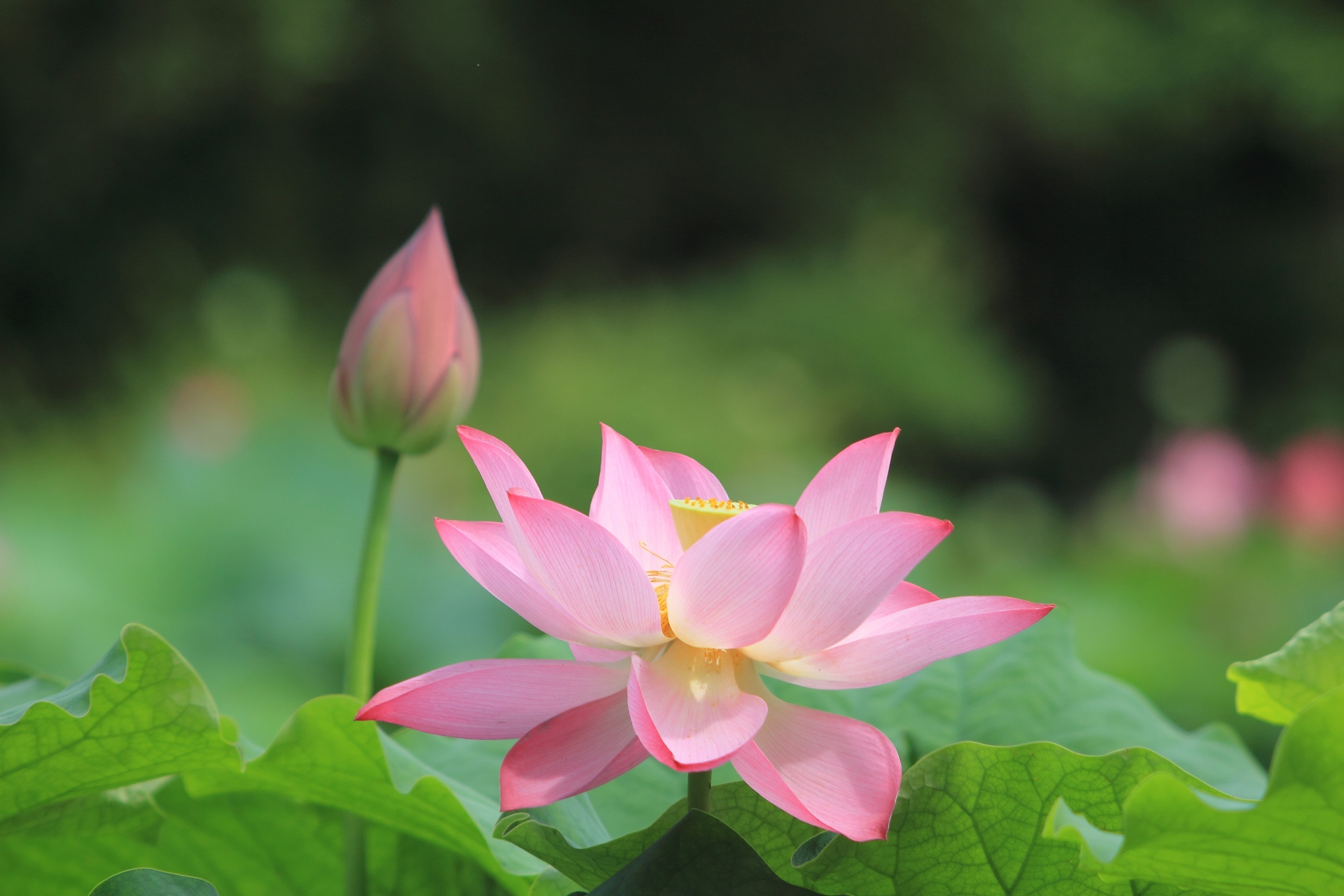 花 植物 公園のハスの花 壁紙19x1280 壁紙館