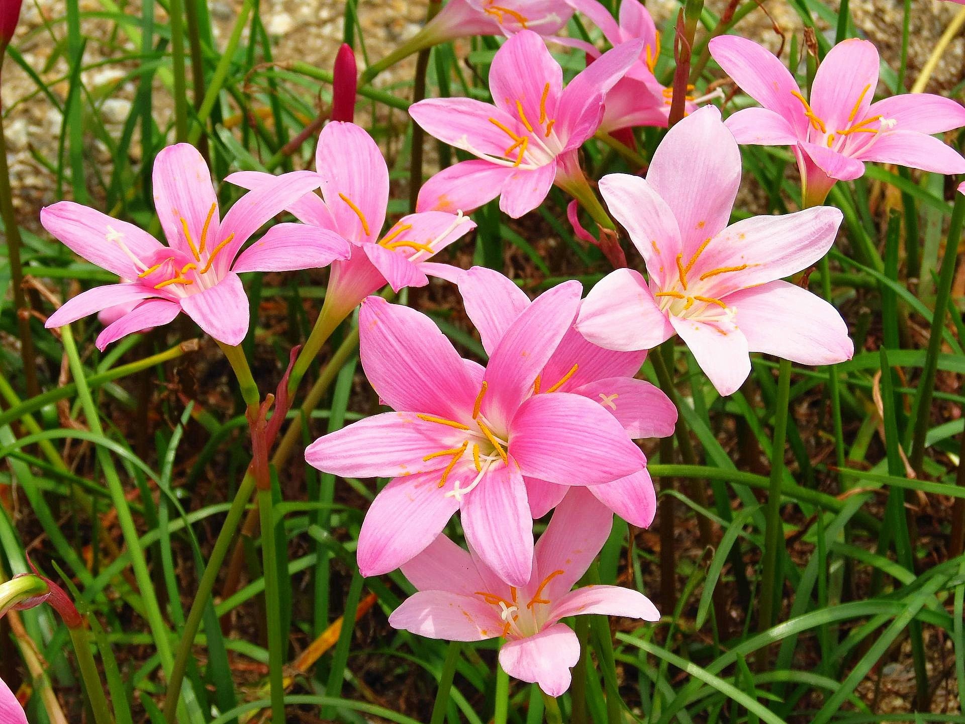 花 植物 ピンク色のゼフィランサス 壁紙19x1440 壁紙館