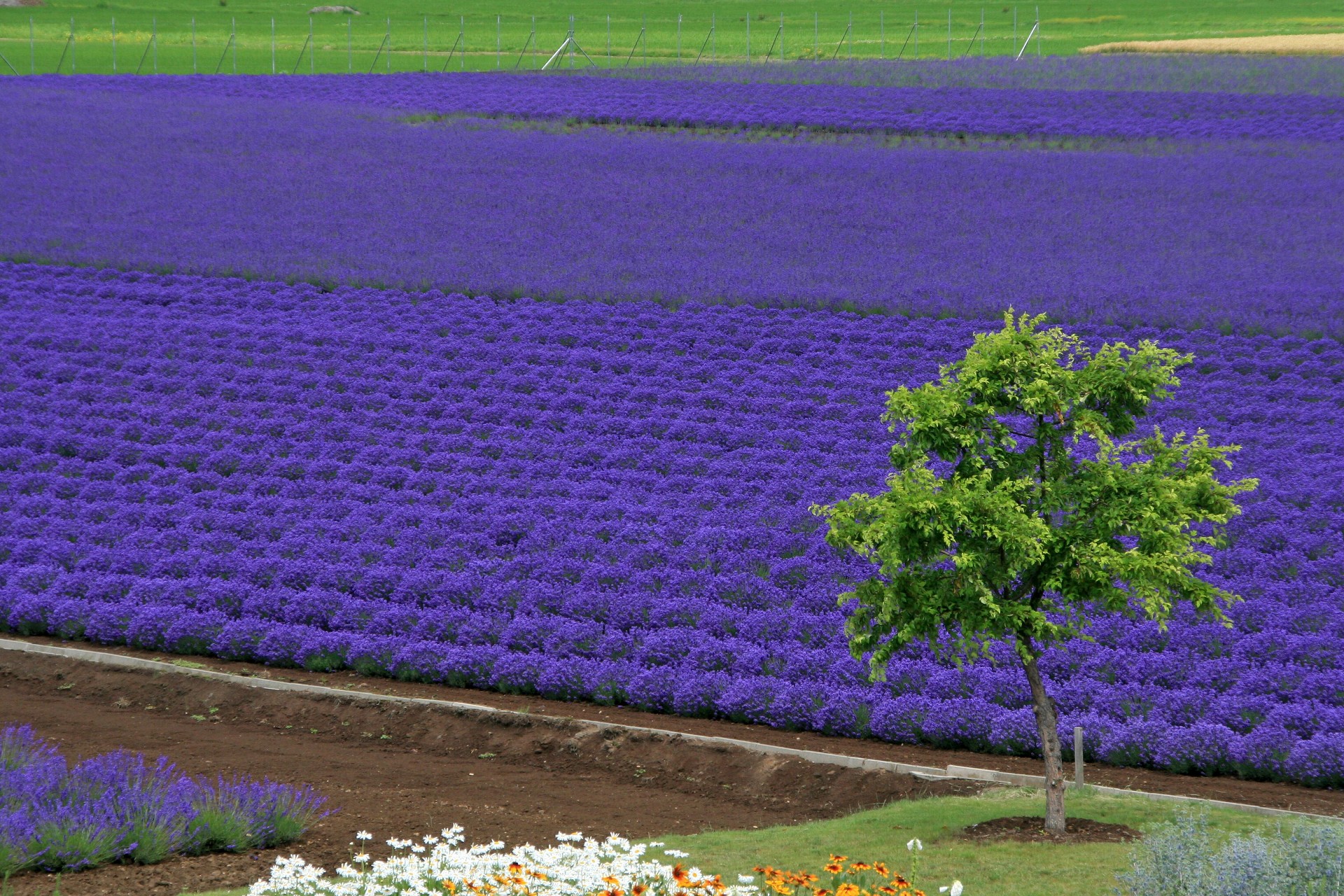 日本の風景 紫の絨毯ラベンダー 壁紙19x1280 壁紙館