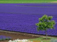 紫の絨毯ラベンダー