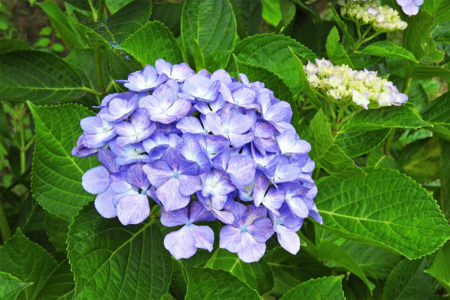 あじさい9