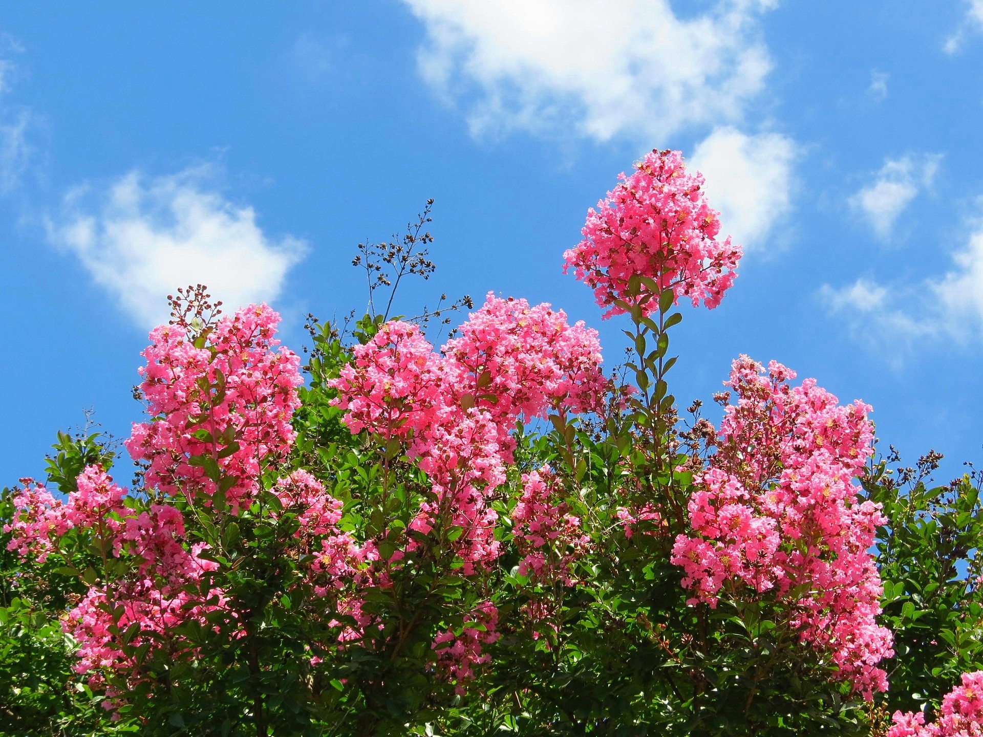 花 植物 夏空に咲くサルスベリの花 壁紙19x1440 壁紙館