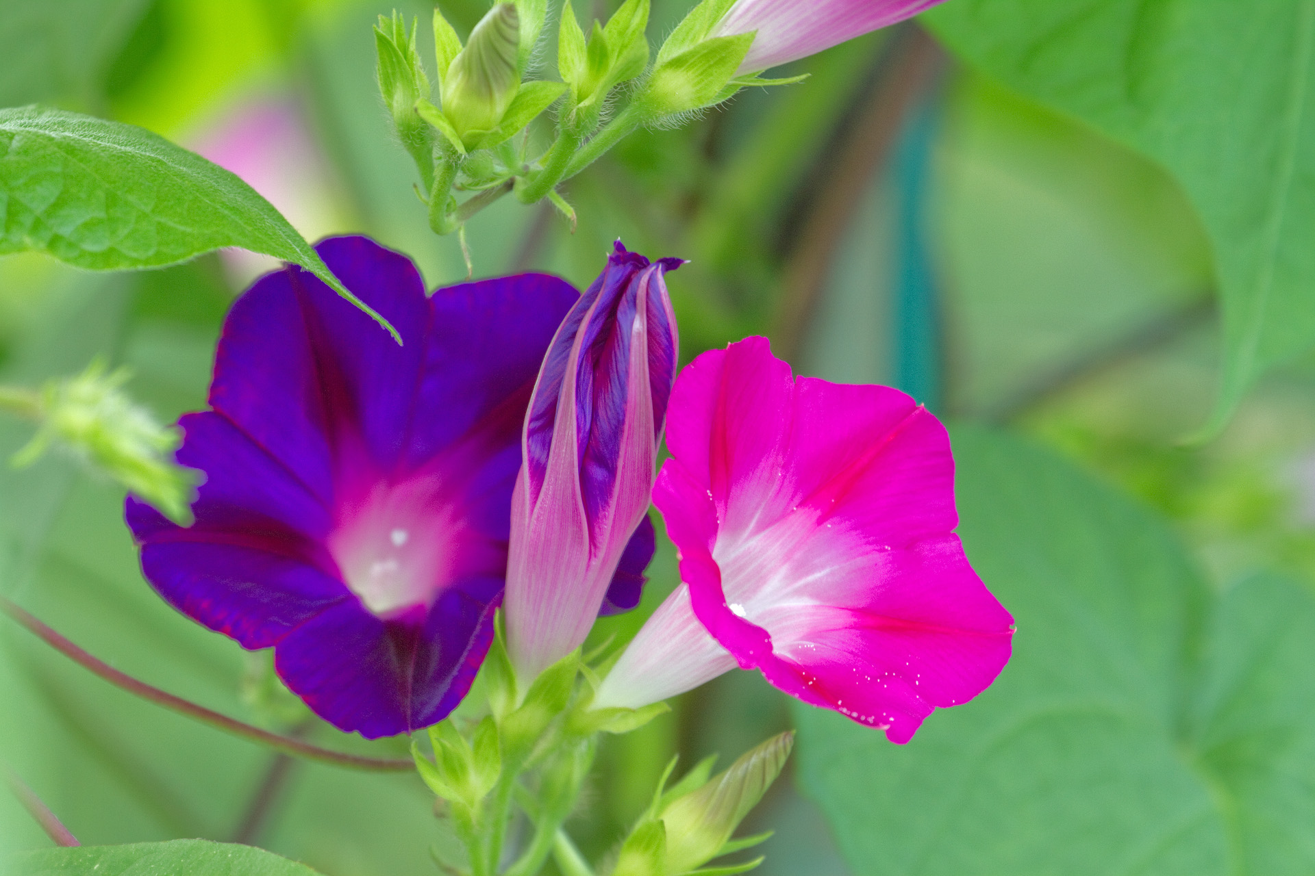 花 植物 あさがお 壁紙19x1280 壁紙館