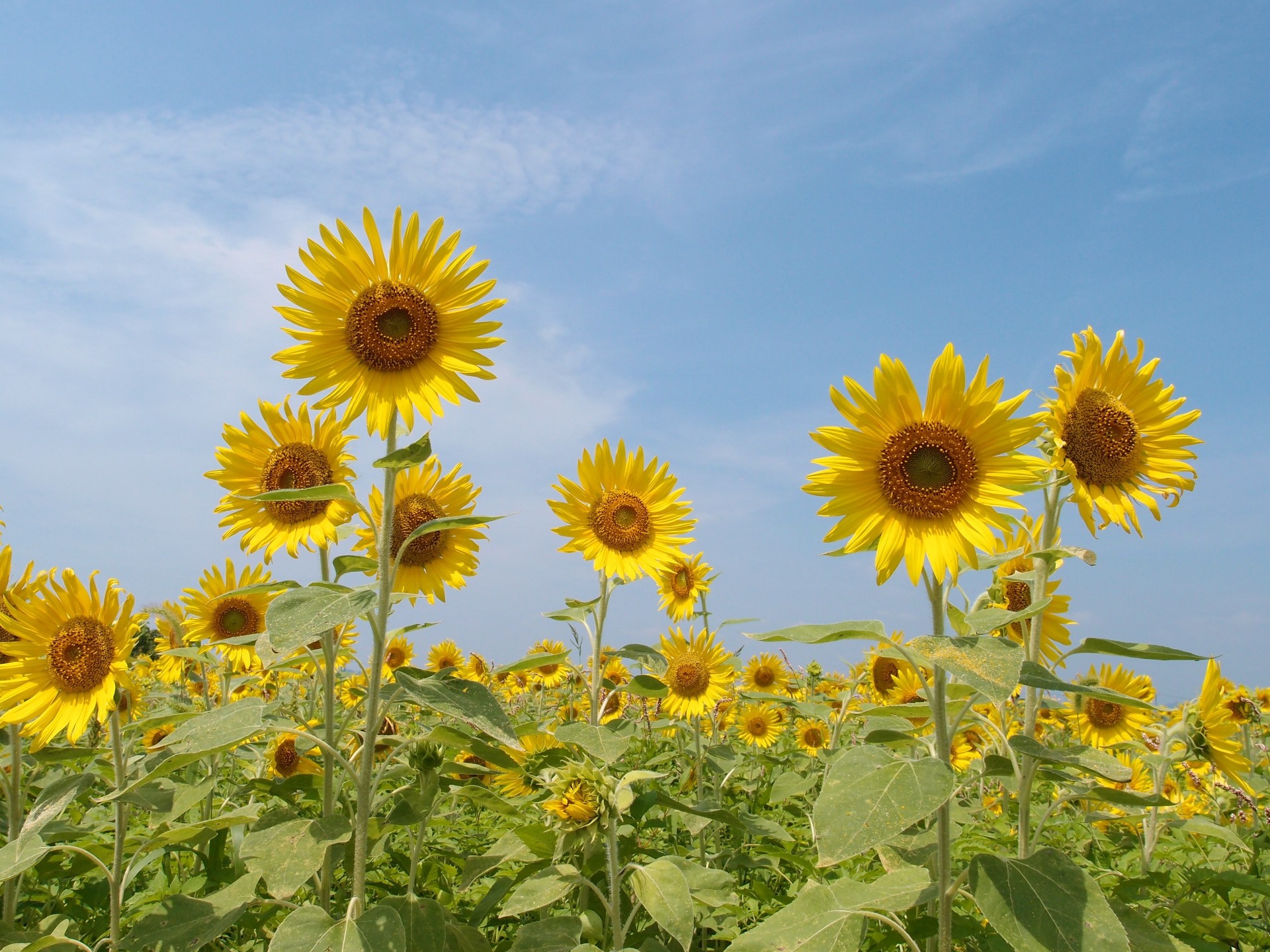 コンプリート 壁紙 夏の花 写真 Pictngamukjp2a1a