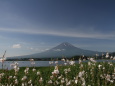 富士山に蝶の舞