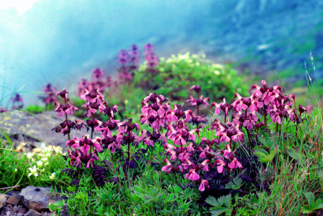 ヨツバシオガマ