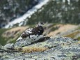 常念岳の雄雷鳥7