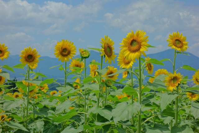 坂谷に咲く向日葵