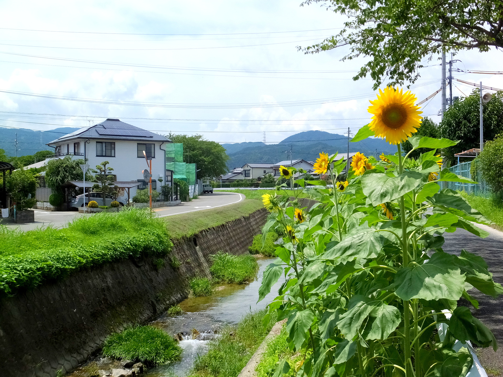 日本の風景 梅雨明けのひまわり 壁紙19x1440 壁紙館