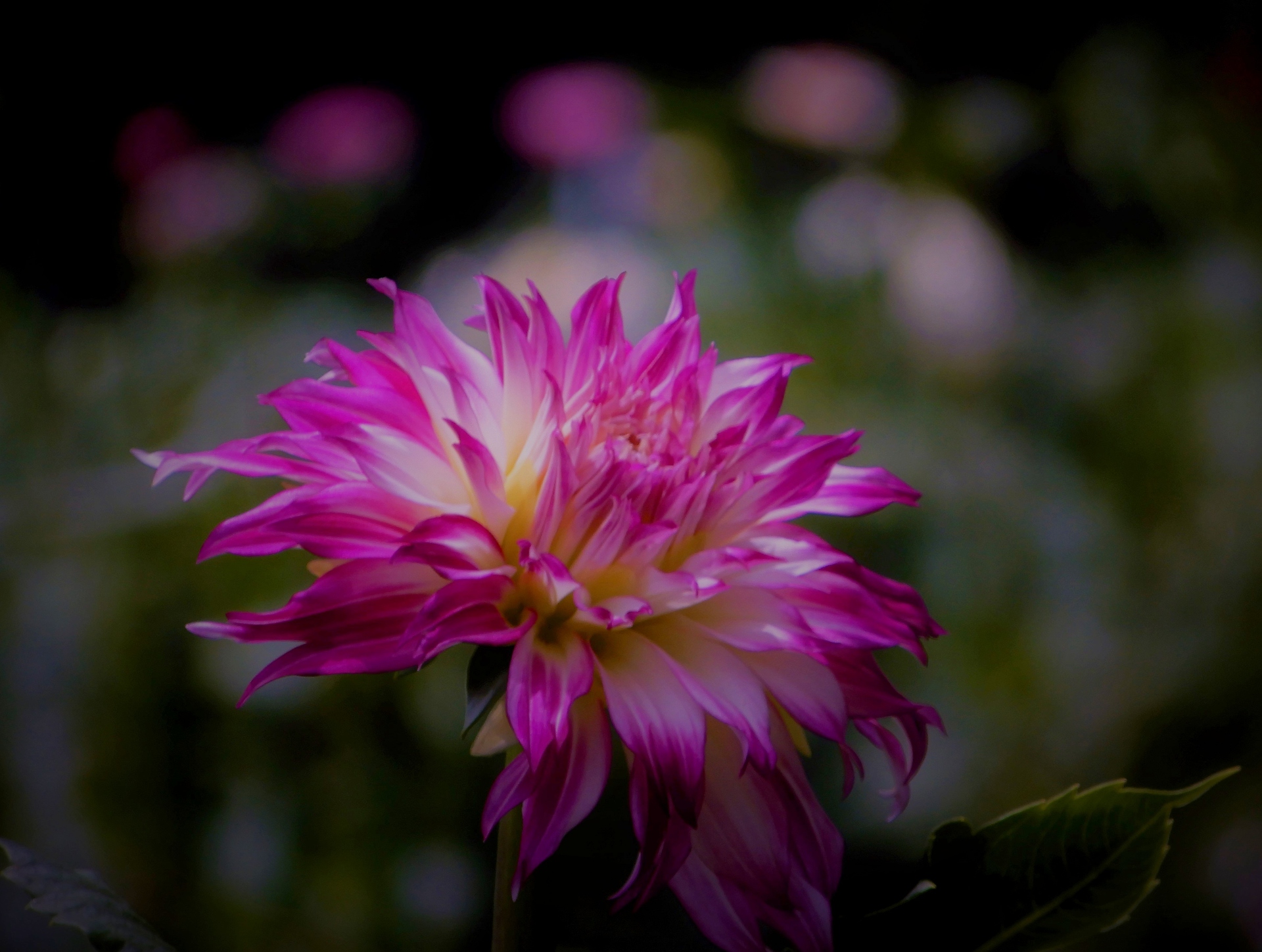 花 植物 ウェディングマーチ 壁紙19x1449 壁紙館