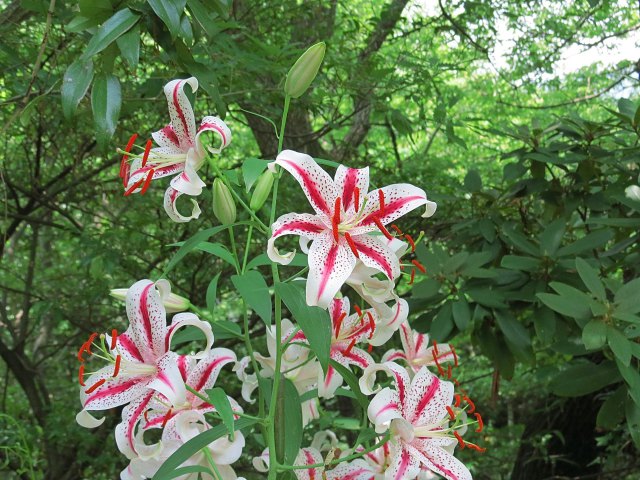 林の中で鮮かな紅筋山百合