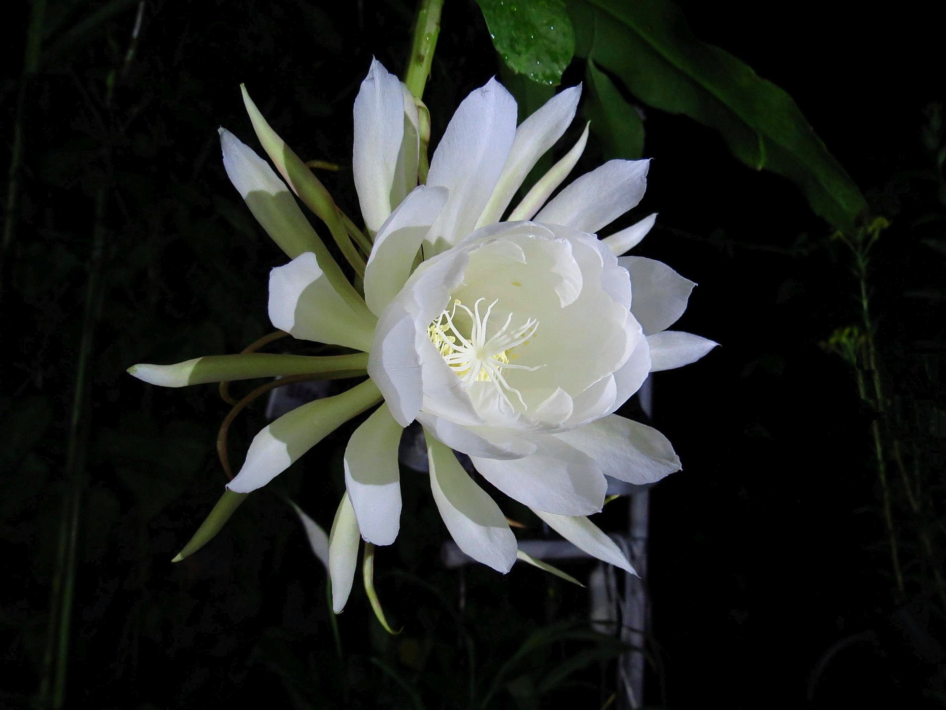 花 植物 一輪の月下美人 壁紙19x1440 壁紙館