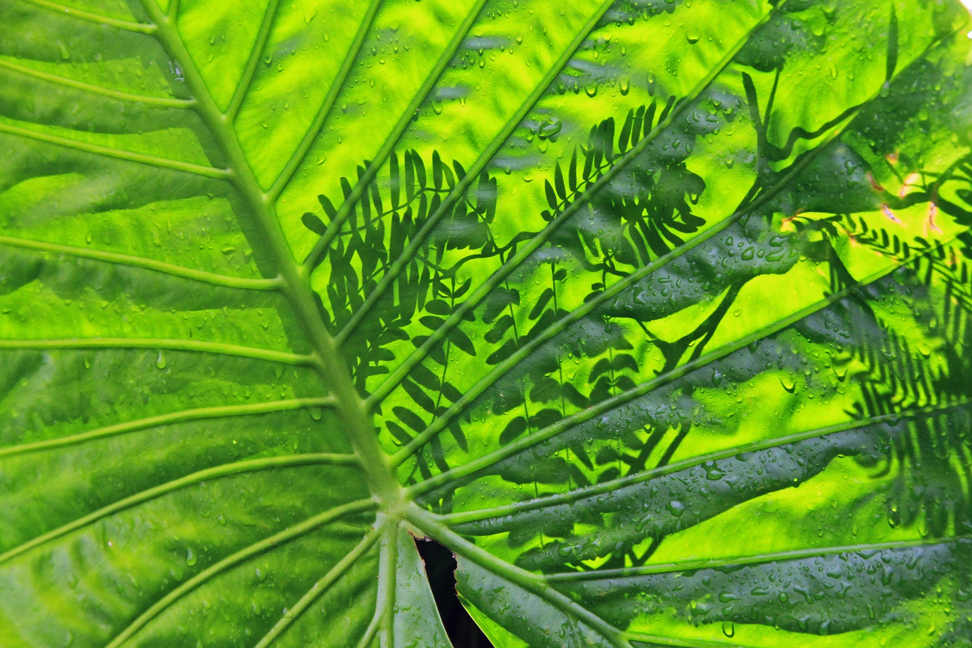 花 植物 大きな葉っぱ 壁紙19x1280 壁紙館