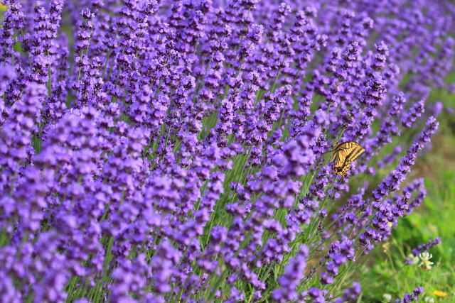 ラベンダーとアゲハ蝶