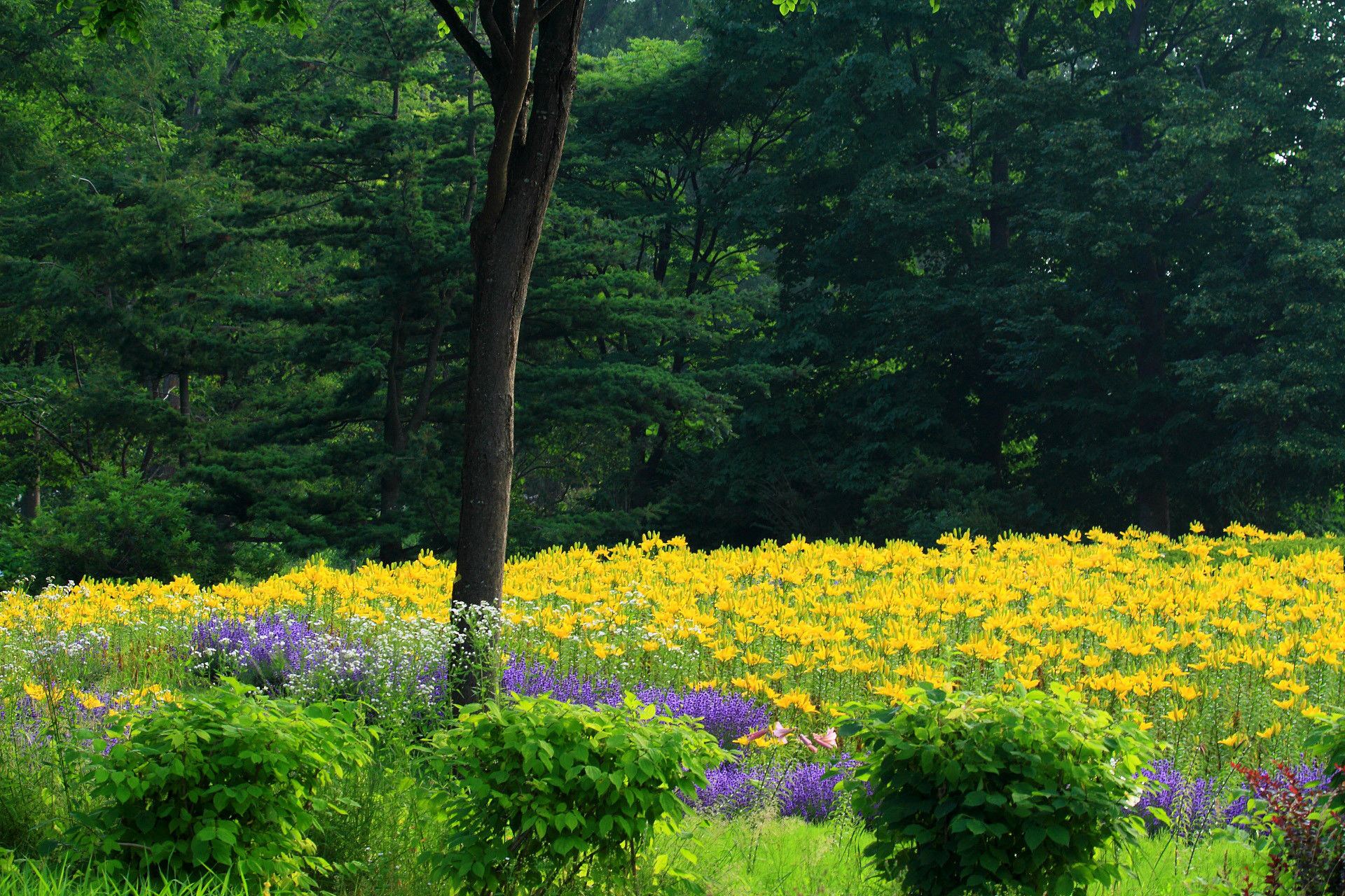 日本の風景 夏の花風景 壁紙19x1280 壁紙館