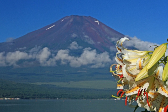 富士を彩るヤマユリ