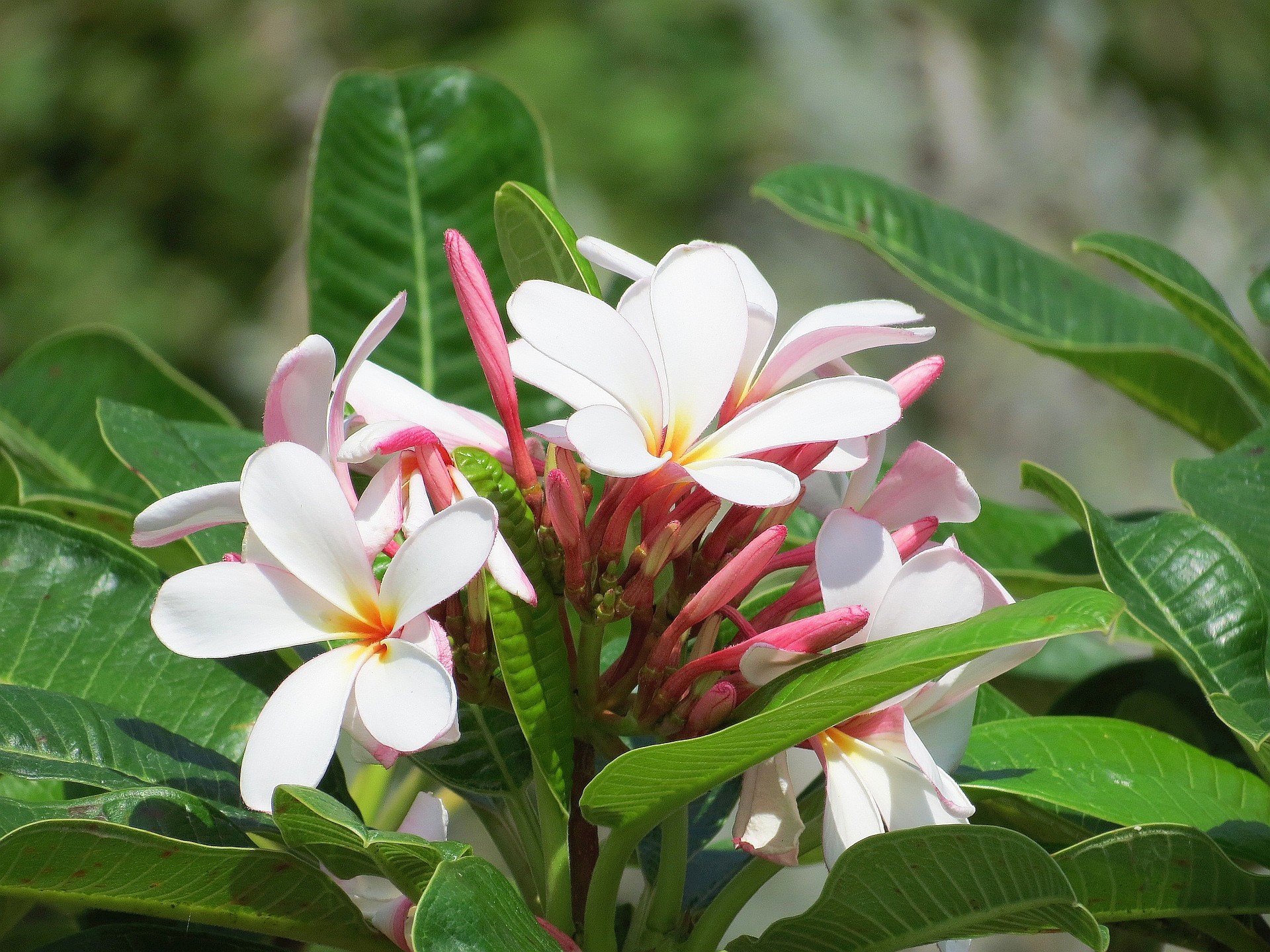 花 植物 プルメリア インドソケイ 壁紙19x1440 壁紙館